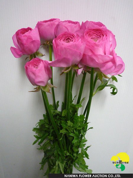 Ranunculus New M-Pink.jpg